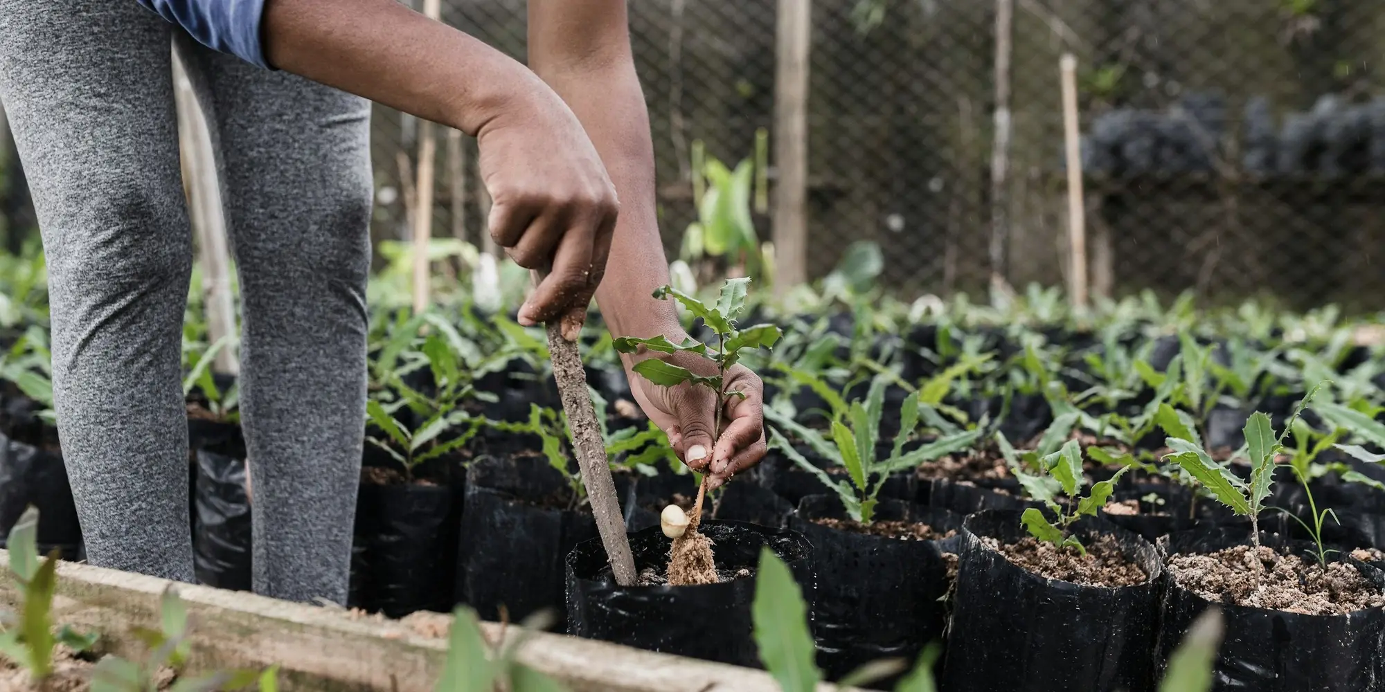 Una persona cuida hileras de plántulas en un vivero con malla de sombra en Espírito Santo, Brasil.