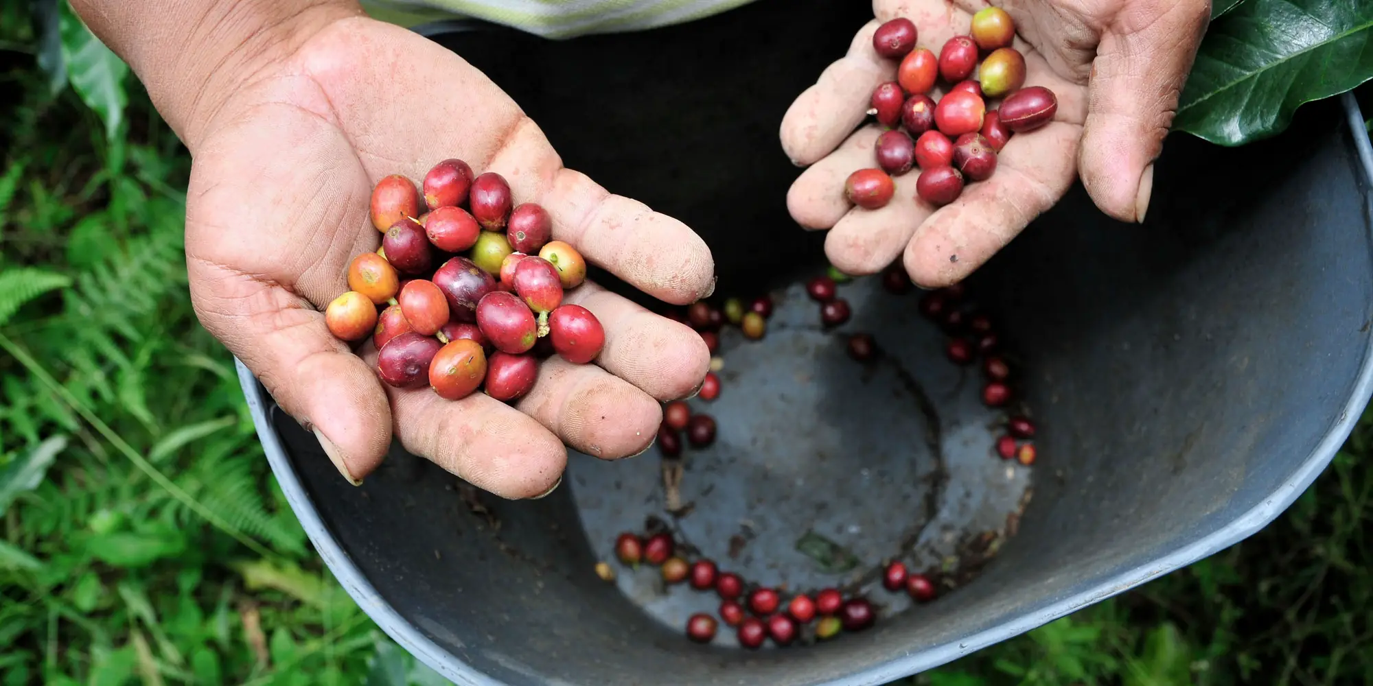 Manos que sostienen granos de café recién cosechados sobre un balde de recolección en el Cauca, Colombia.
